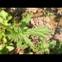 Geum Chiloense (fam. Rosacees) (Andes) (5)